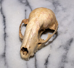 Small Animal Skull on a Marble Background 
