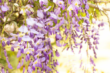Wisteria Flowers Bloom In Sunny Garden
