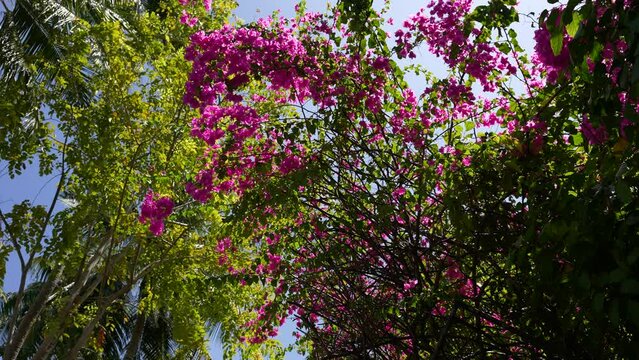 Maldives tropical Flowers bugenvillii. 4k footage