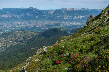 Sentier balcon de Belledonne au printemps avec rhododendron , vue sur la Chartreuse , Isère ,...