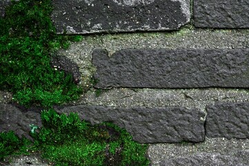 Green wet moss on Beton wall outside, natural background 