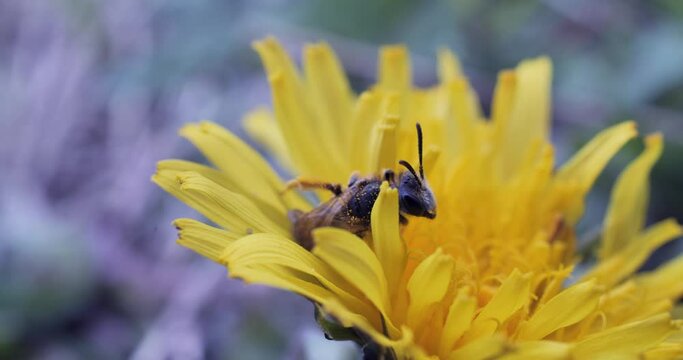 Abeille a l'abri dans une fleur