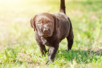 Obraz premium Little dog on the green grass. Labrador retriever puppy.