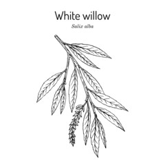 White willow branch salix alba. Hand drawn botanical vector illustration - obrazy, fototapety, plakaty