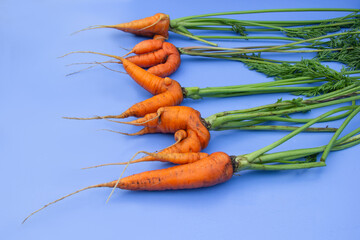 carrots of unusual shape with tops lying on a blue background