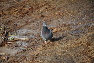 pigeon on the sand
