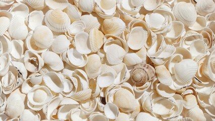 Underwater sea shell texture | Background shot for beauty products with sea minerals or sun care cosmetics