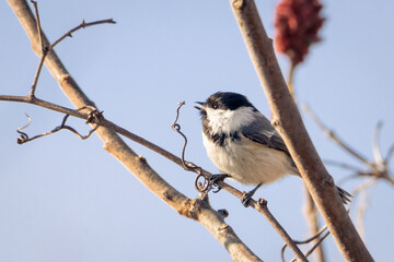 Black capped chickadee perched on a Sumac branch