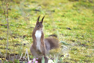 Standing attentive red european squirrel looking for feed after hibernation in early spring.