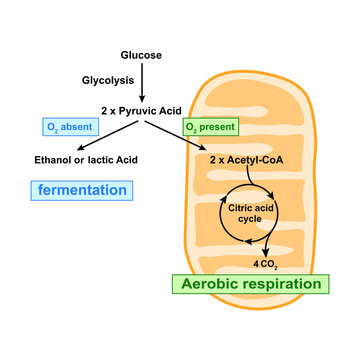 Glycolysis, Aerobic Respiration And Anaerobic Fermentation In One Scheme. Colorful Symbols. Vector Illustration.