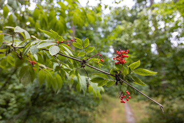Wild red berry in the forest. Close-up view.