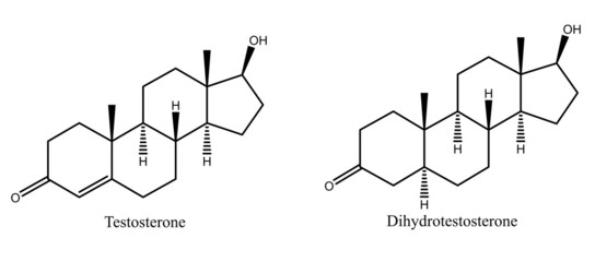 Testosterone and dihydrotestosterone - male Sex hormones - obrazy, fototapety, plakaty