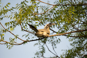 Indian Grey Hornbill