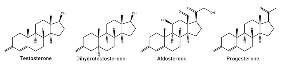 human Sex hormones - Testosterone, Aldosterone, Progesterone, dihydrotestosterone - obrazy, fototapety, plakaty