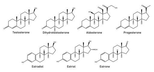 human Sex Hormones and analogues - Testosterone, dihydrotestosterone, aldosterone, progesterone, estradiol, estriol, estrone - obrazy, fototapety, plakaty