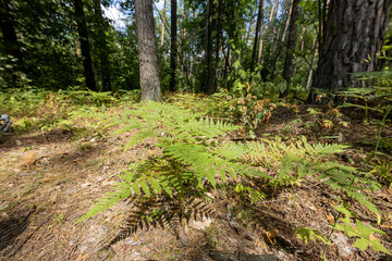 Fern leaves in the summer forest. Close-up view.