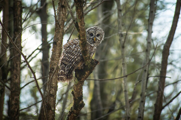 owl on a branch