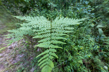 Fern leaves in the summer forest. Close-up view.