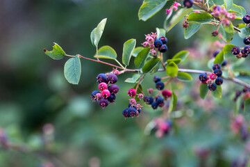 Wild black berry in the forest. Close-up view.