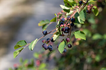 Wild black berry in the forest. Close-up view.