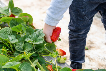 Fototapeta premium Series of images of family picking their own strawberries. Speaks to healthy lifestyle and increasing interest in eating locally grown produce and community supported agriculture shares.