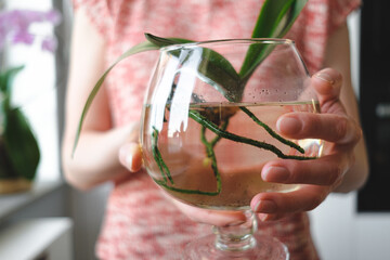 Close up woman hands holding an orchid plant in a glass can with water