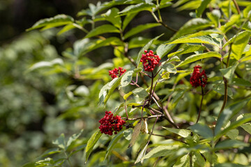 Wild red berry in the forest. Close-up view.