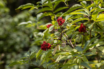 Wild red berry in the forest. Close-up view.