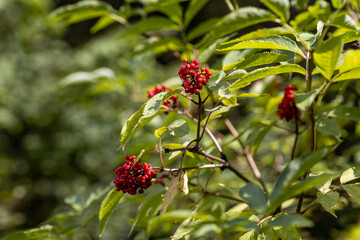 Wild red berry in the forest. Close-up view.