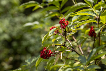Wild red berry in the forest. Close-up view.