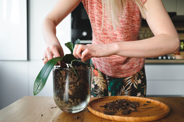 Close up woman hands planting an orchid flower in the house on a wooden desk in the living room