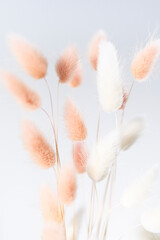 Dry fluffy bunny tails grass on neutral light background. Tan pom pom plant herbs. Abstract Floral card. Poster. Selective blurred focus.