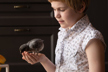 The child carefully examines the chicken. easter concept. The girl holds a small chicken in her...