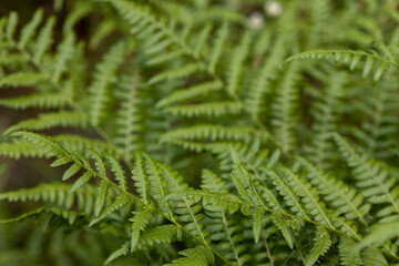 Fern leaves in the summer forest. Close-up view.