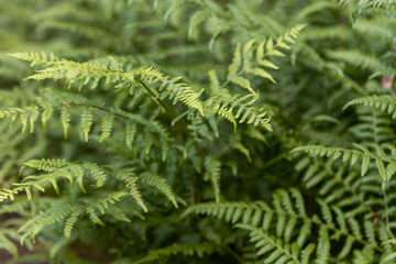 Fern leaves in the summer forest. Close-up view.