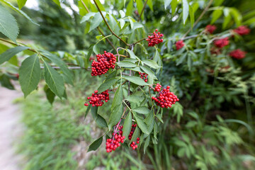 Wild red berry in the forest. Close-up view.