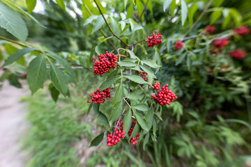 Wild red berry in the forest. Close-up view.