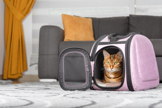 The cat is inside the carrier on the carpet in the living room.