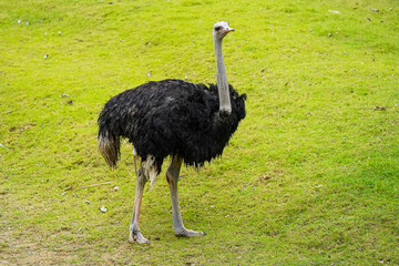 Ostrich on a farm