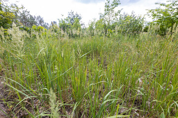 Forest landscape on a summer day.