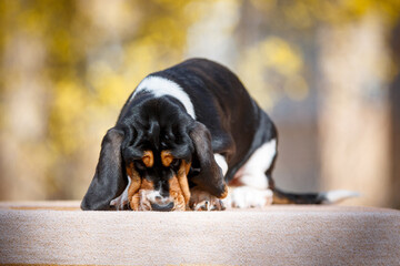 Cute basset hound puppy