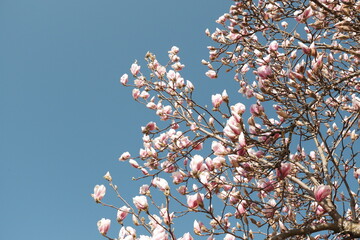 pink magnolia blossom in sunny day