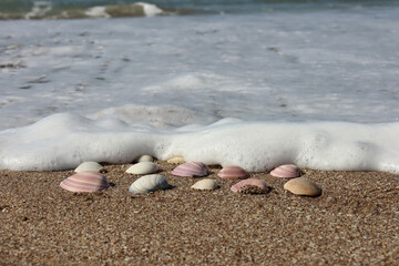 Shells on wet sand and sea foam
