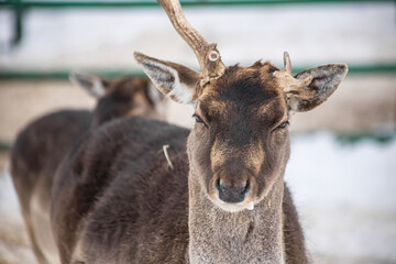 Deer in the aviary. Portrait of an animal in close-up. Horned.