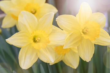 Obraz na płótnie Canvas Daffodils blooming in a garden