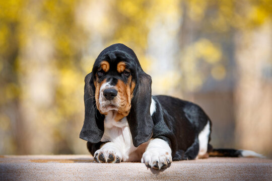 Cute basset hound puppy