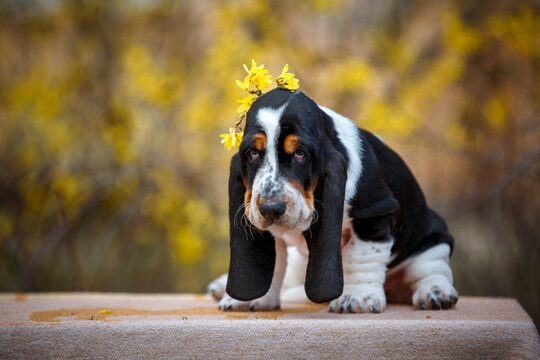 Cute basset hound puppy