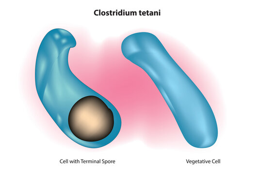 clostridium tetani ( a common soil bacterium and the causative agent of tetanus)