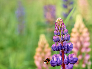 Lupin flowers blooms in the field.