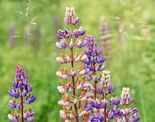 Lupin flowers blooms in the field.